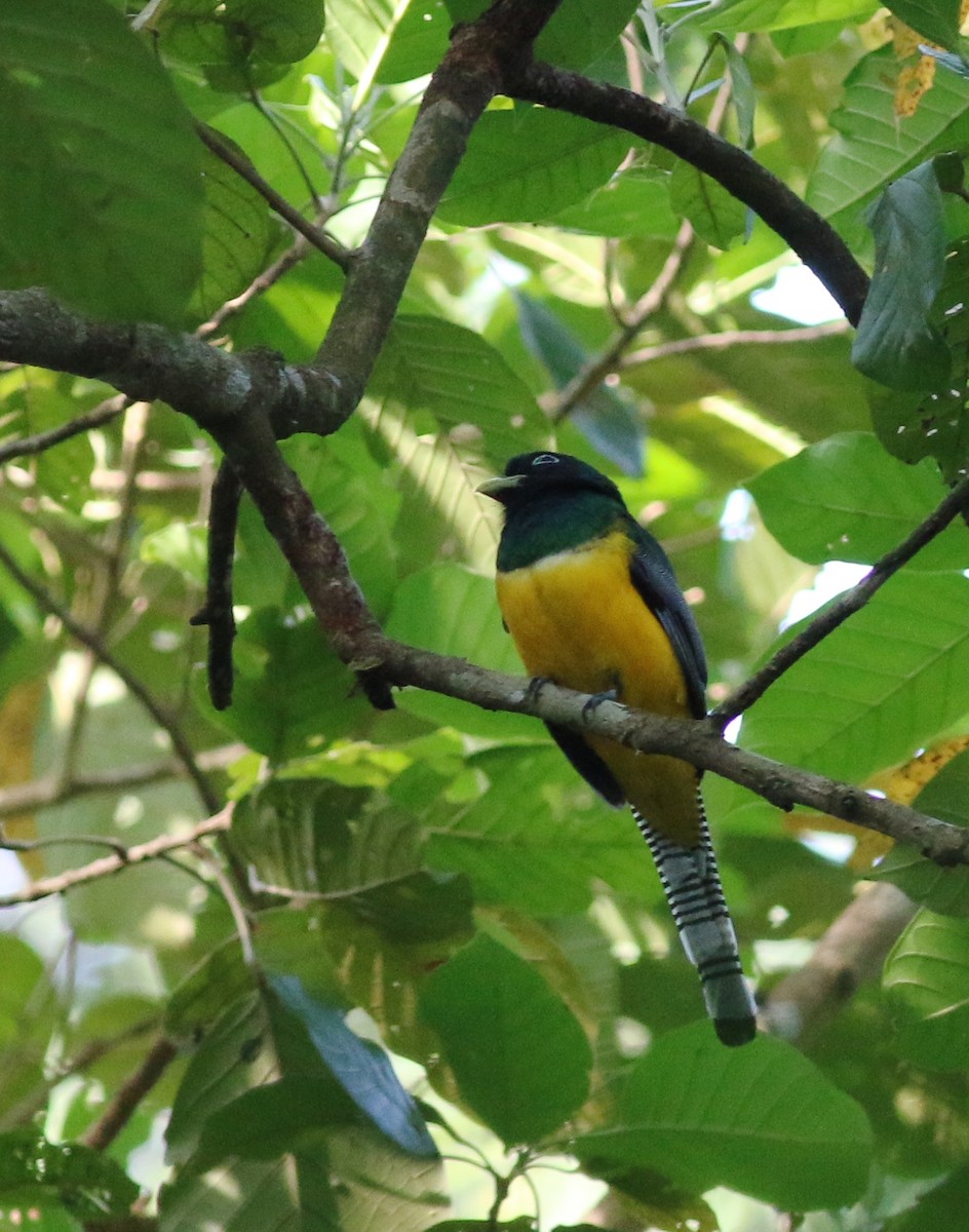 Northern Black-throated Trogon - ML33949931