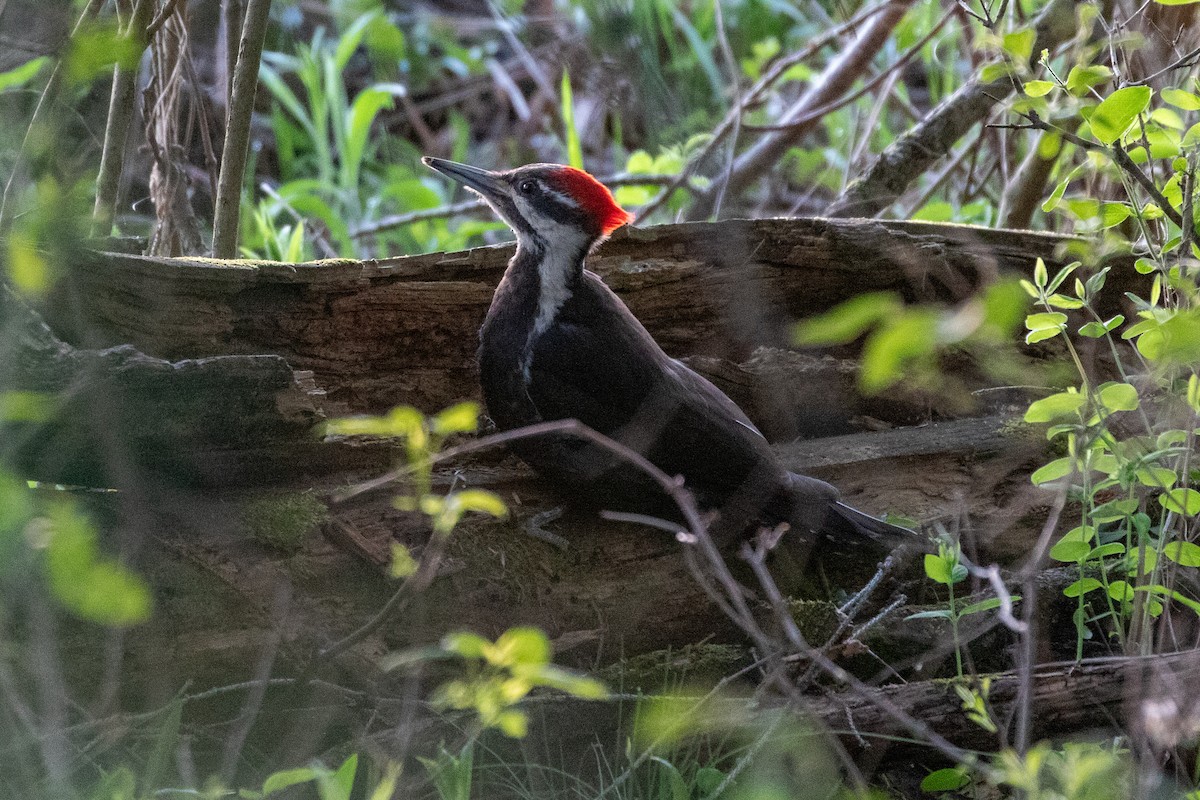 Pileated Woodpecker - ML339500131