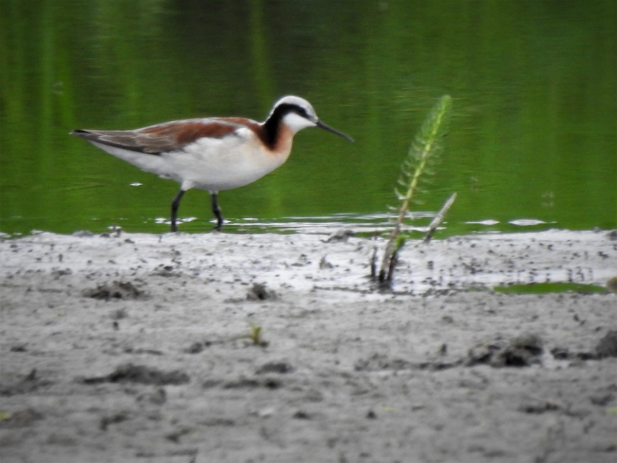 hvithalesvømmesnipe - ML339500831