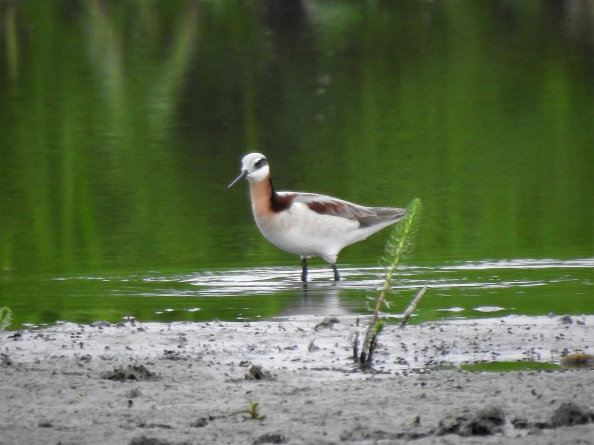 hvithalesvømmesnipe - ML339500881