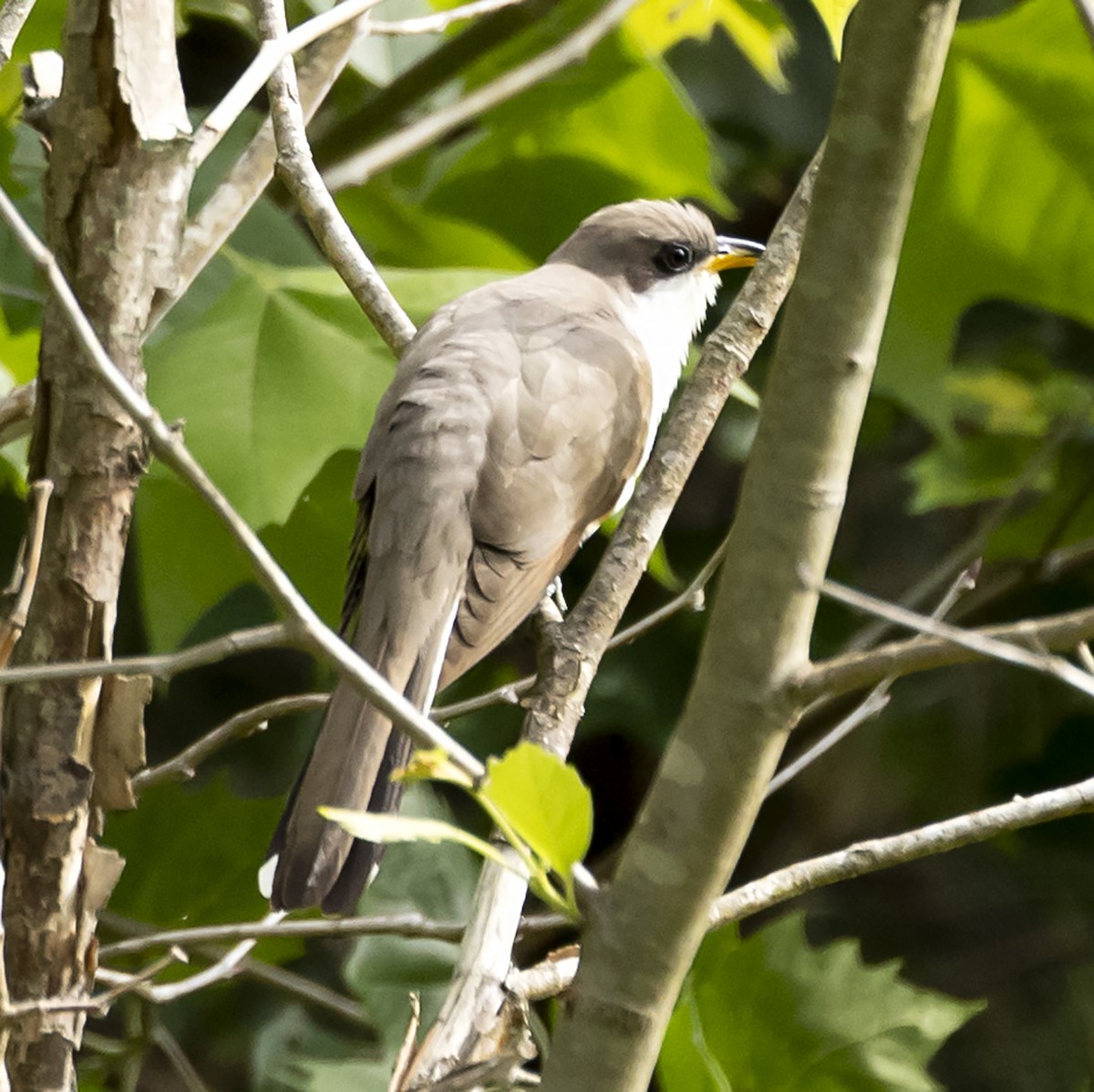 Yellow-billed Cuckoo - John Carter