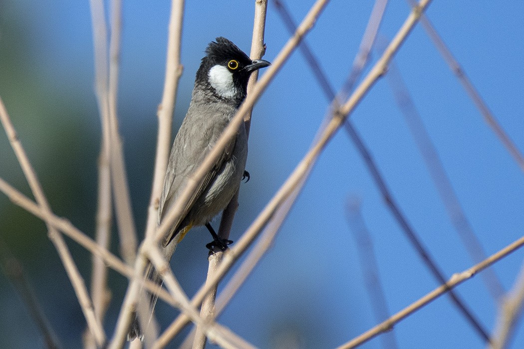 White-eared Bulbul - Mehmet ertan Tiryaki