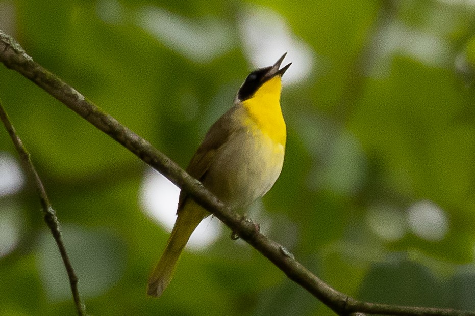 Common Yellowthroat - ML339503401