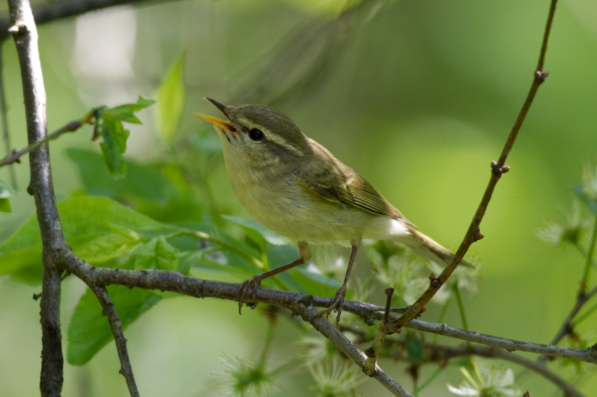 Greenish Warbler - ML339503631