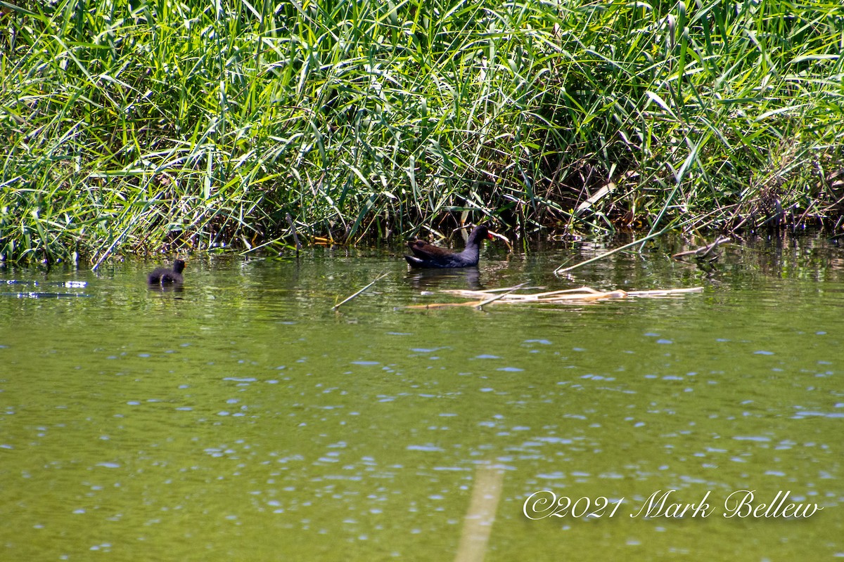 Common Gallinule - ML339507991