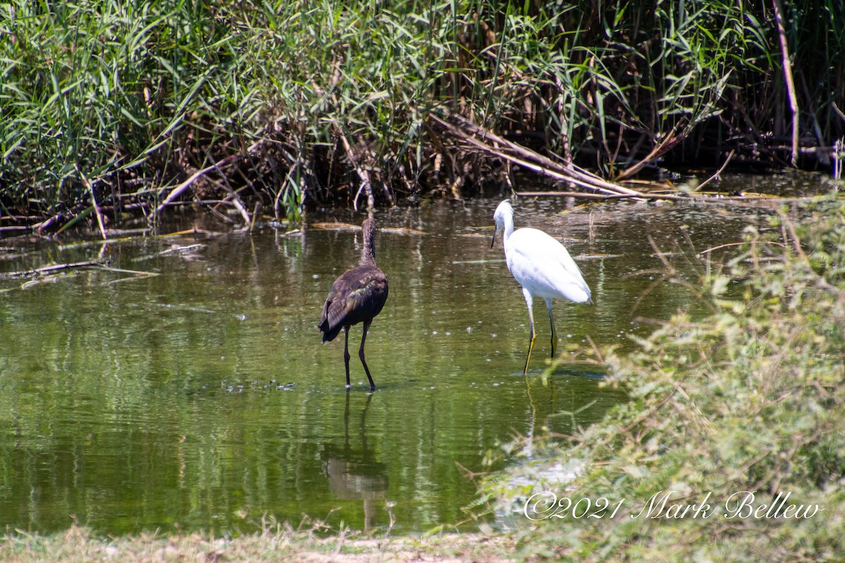 Great Egret - ML339508491