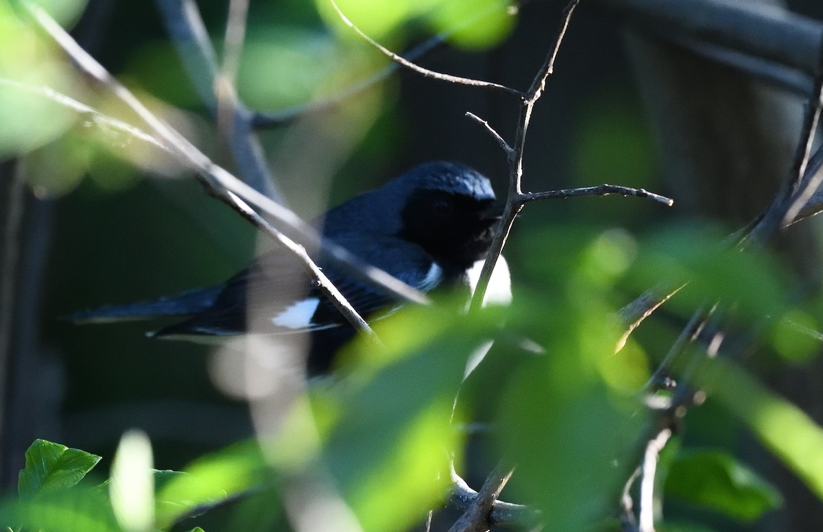 Black-throated Blue Warbler - ML339508571
