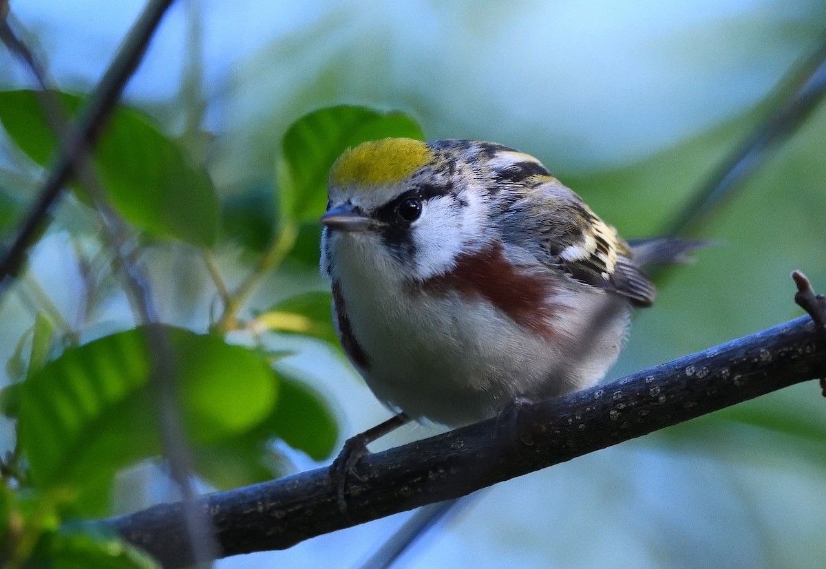 Chestnut-sided Warbler - ML339508821