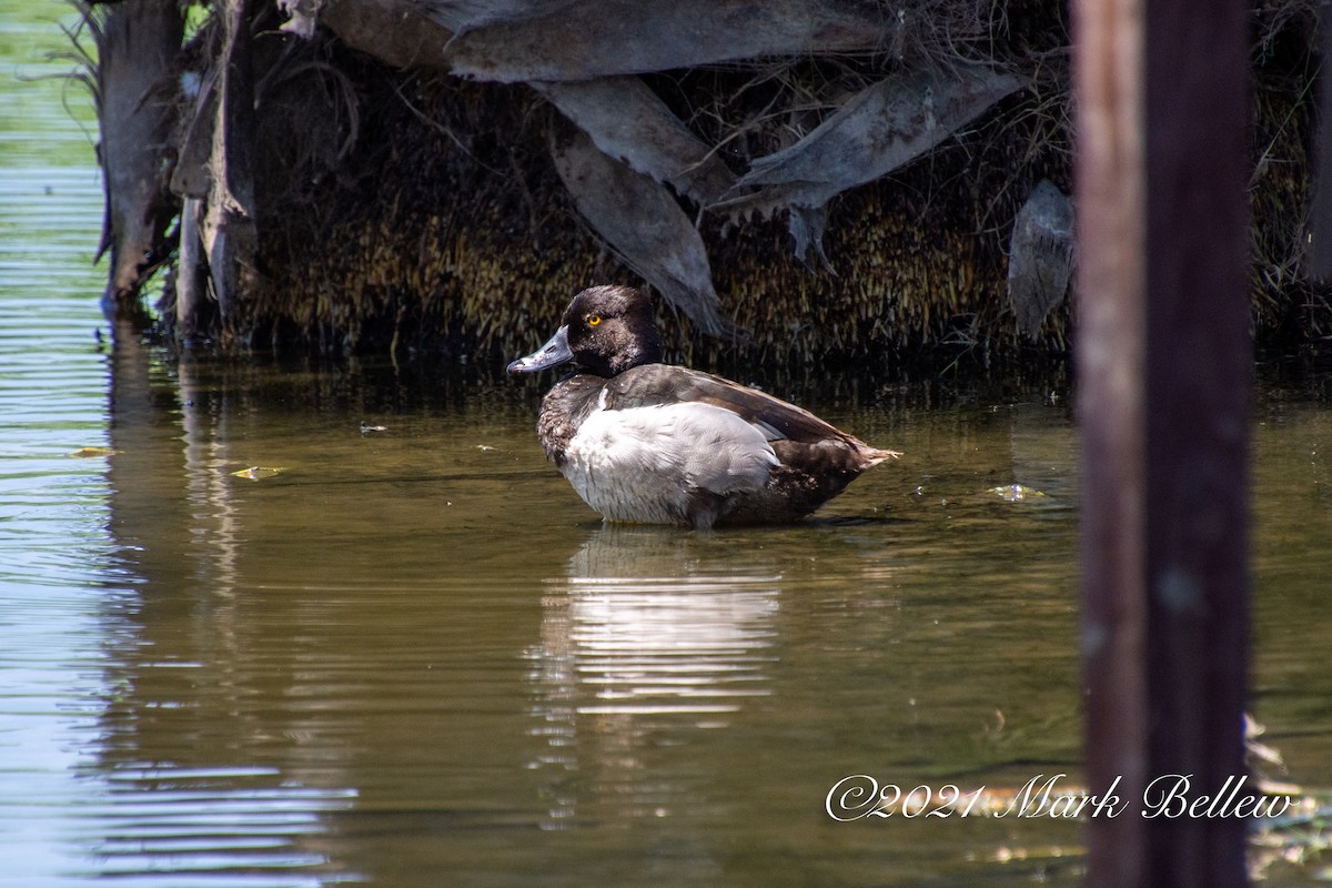 Ring-necked Duck - ML339508841