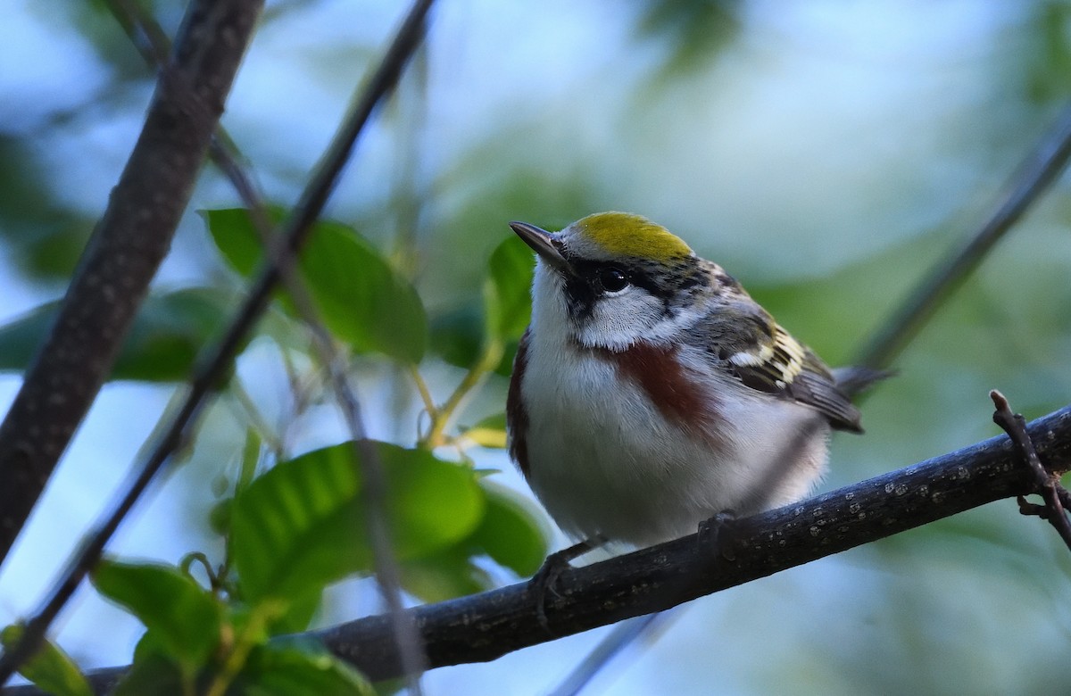 Chestnut-sided Warbler - ML339508871
