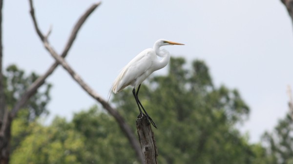 Great Egret - ML33950941