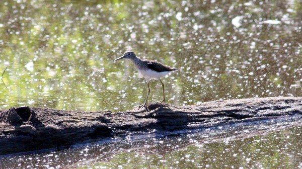 Solitary Sandpiper - ML33950981