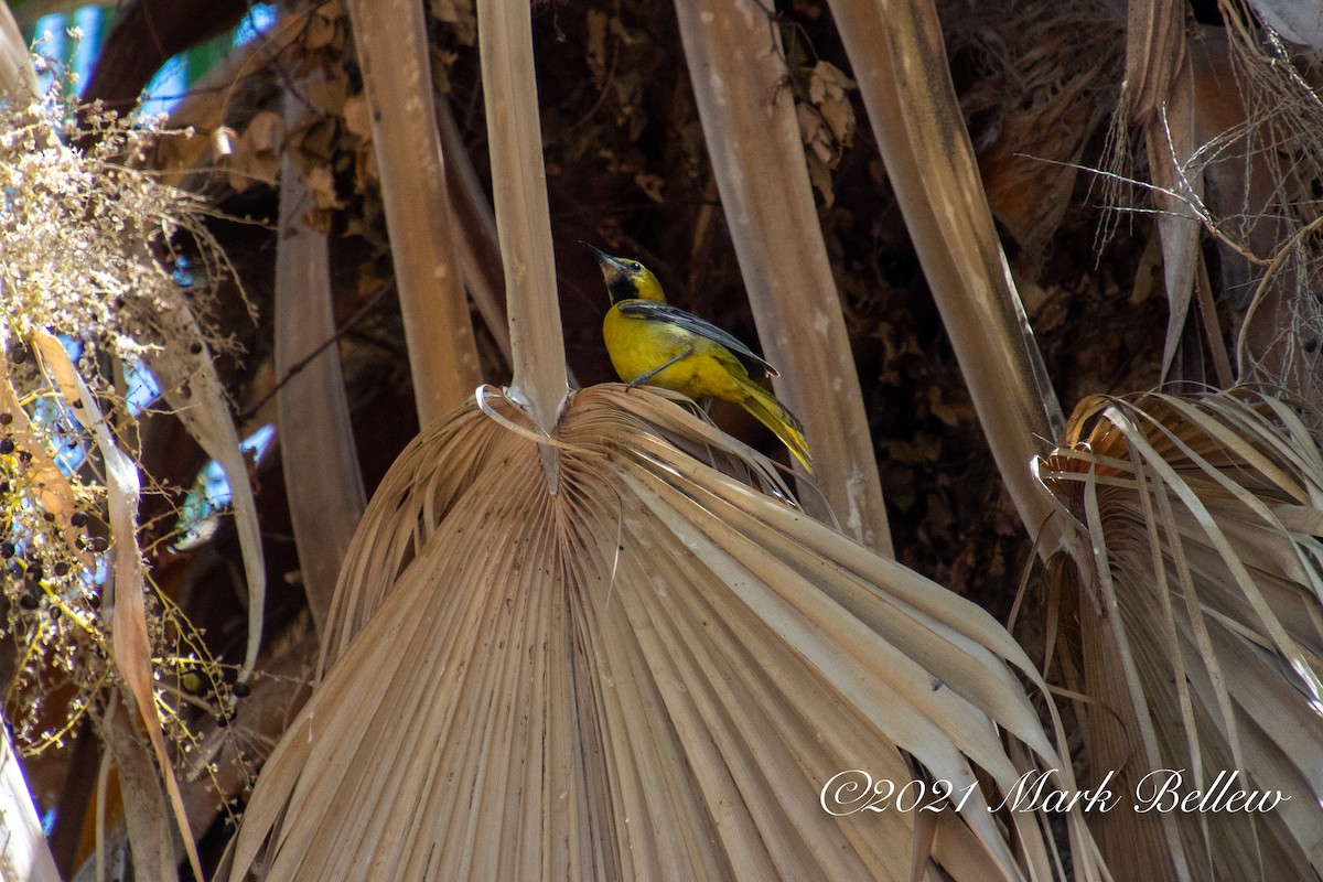 Hooded Oriole - Mark Bellew