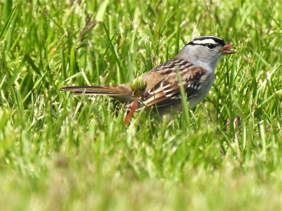 White-crowned Sparrow - Ann Emlin