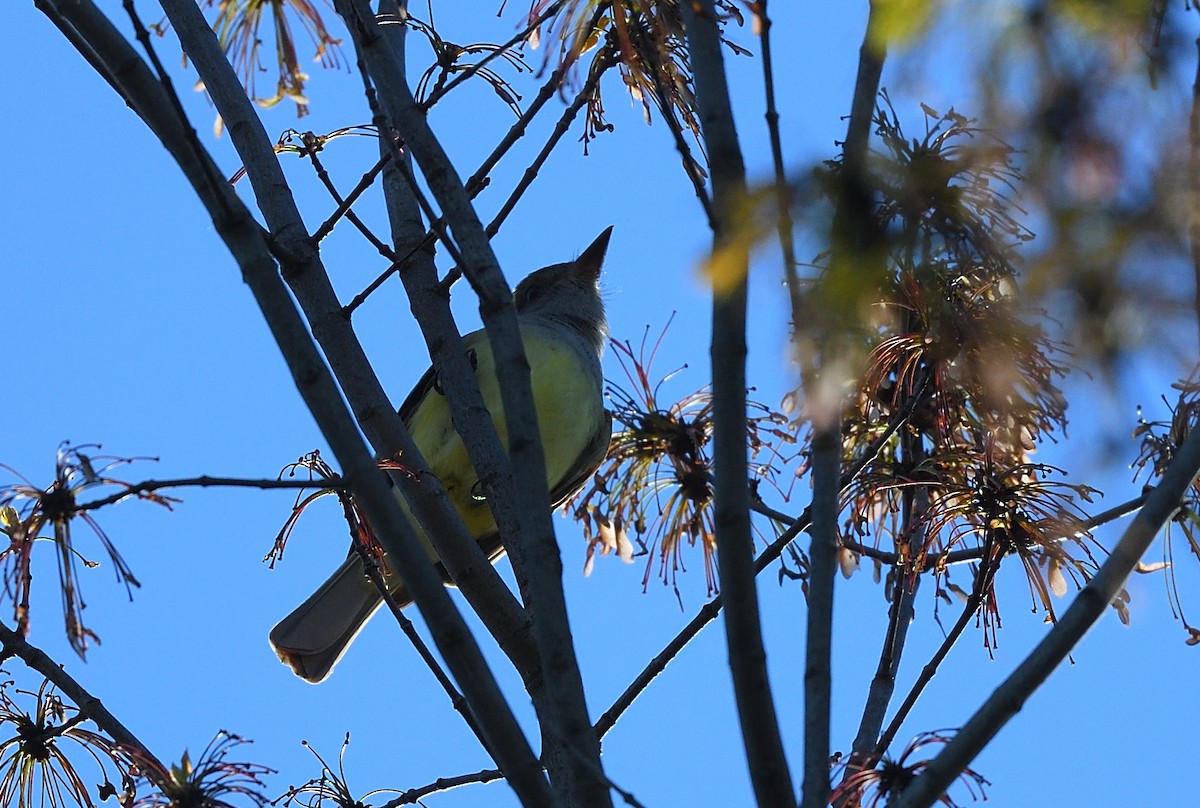 Great Crested Flycatcher - ML339511541
