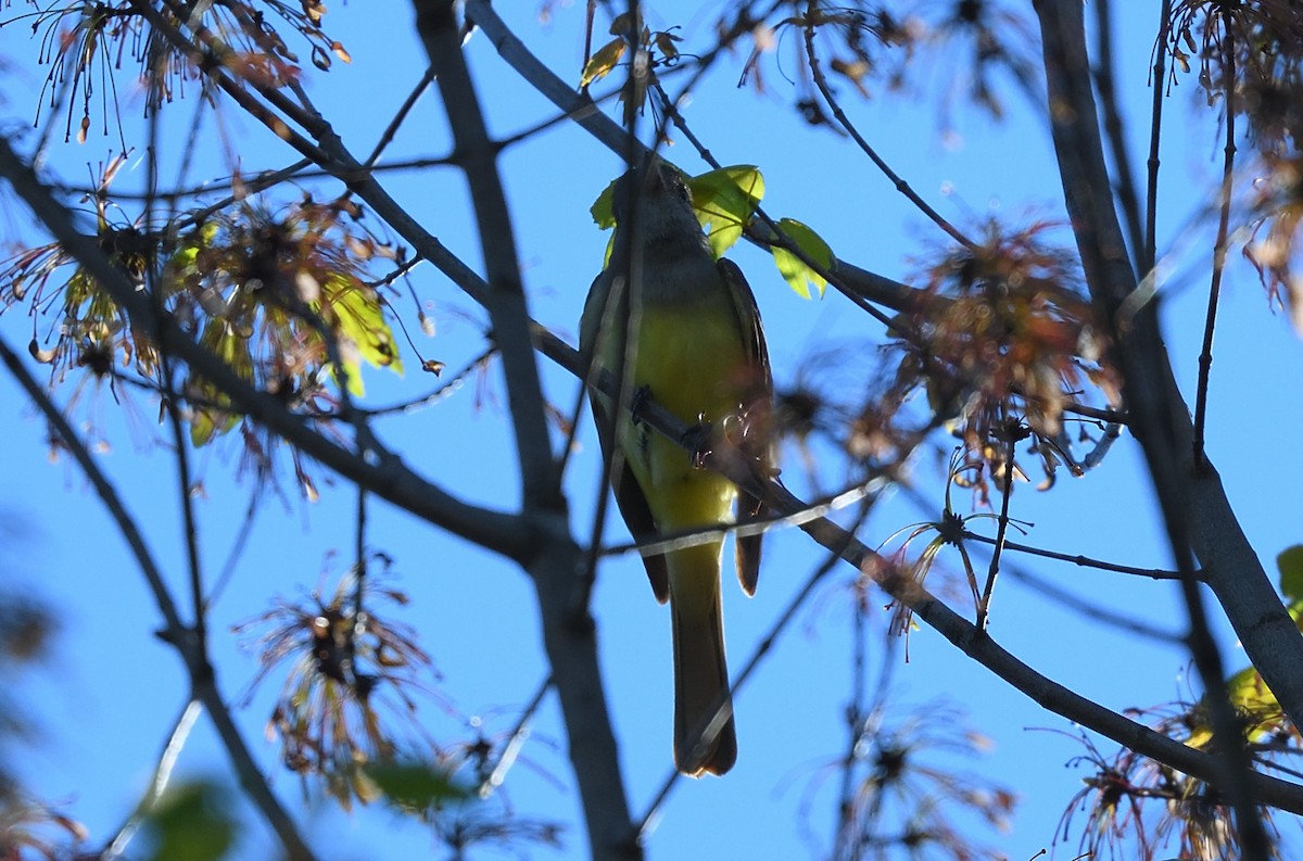 Great Crested Flycatcher - ML339511551