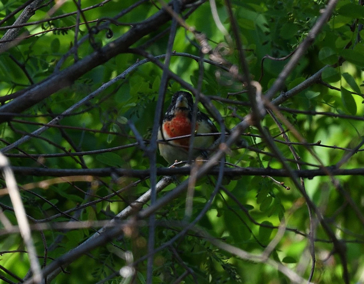 Rose-breasted Grosbeak - ML339511641