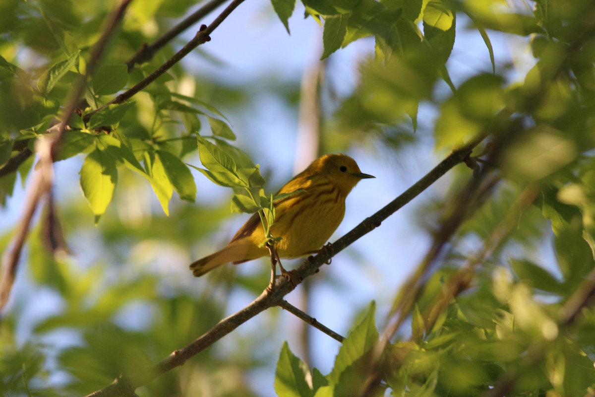 Yellow Warbler - ML339512321