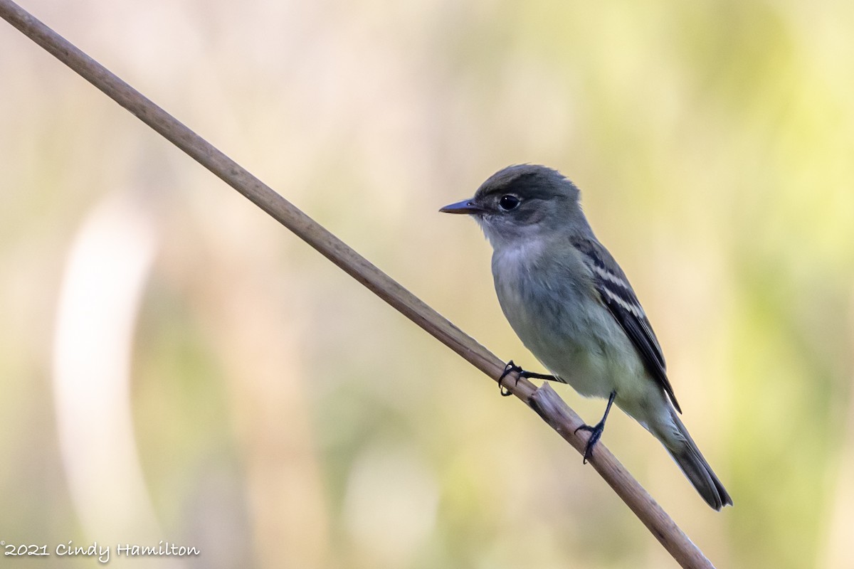 new world flycatcher sp. - ML339512411