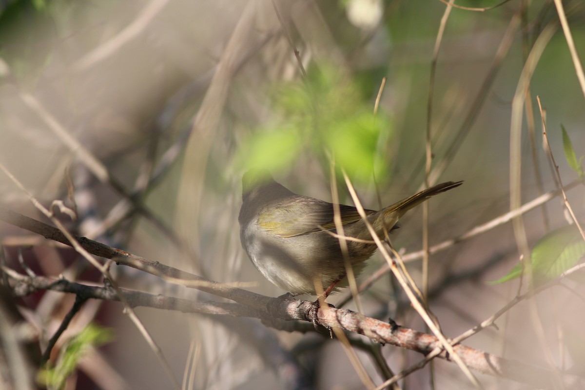 Green-tailed Towhee - ML339512561