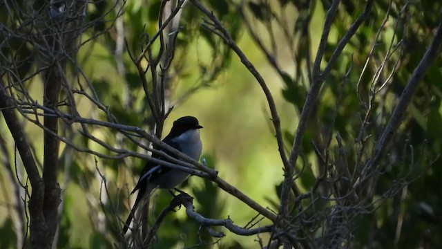 Fiscal Flycatcher - ML339513821