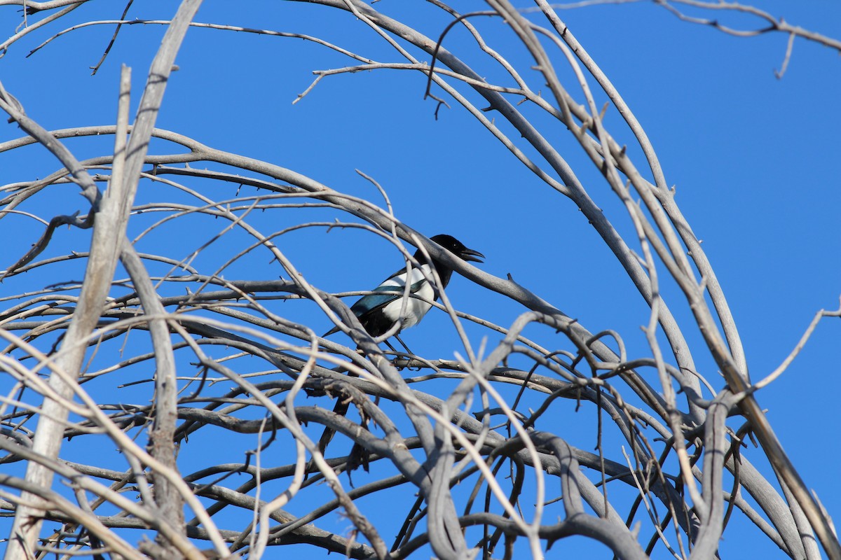 Black-billed Magpie - ML339513831