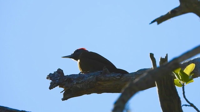 Olive Woodpecker - ML339514341