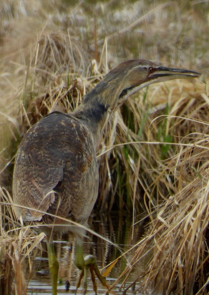 American Bittern - ML339514461