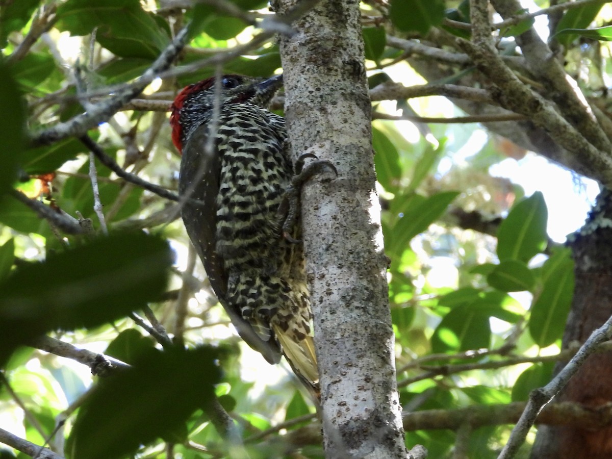 Knysna Woodpecker - GARY DOUGLAS