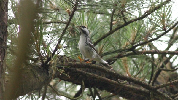 Blackpoll Warbler - ML33951471