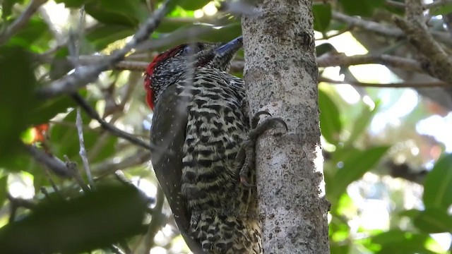 Knysna Woodpecker - ML339514791