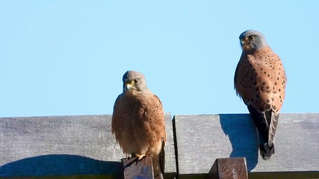 Rock Kestrel - ML339514801