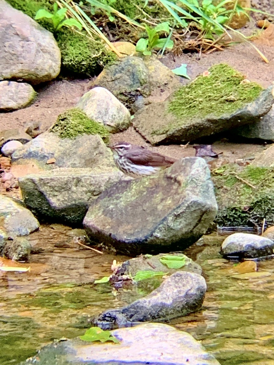 Louisiana Waterthrush - ML339515621