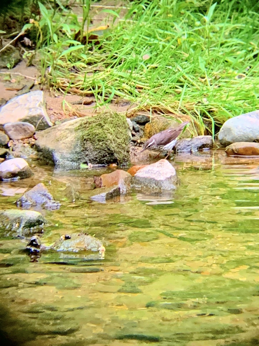 Louisiana Waterthrush - ML339515651