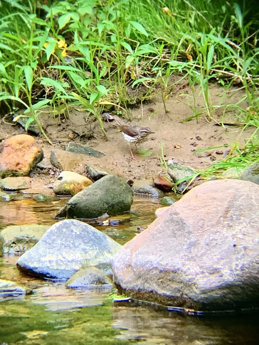Louisiana Waterthrush - ML339515731