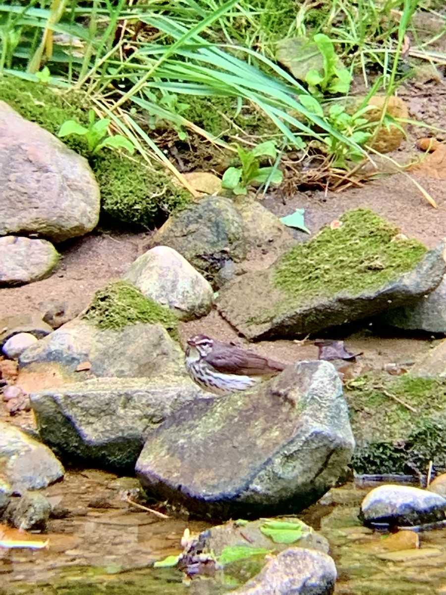 Louisiana Waterthrush - ML339515751