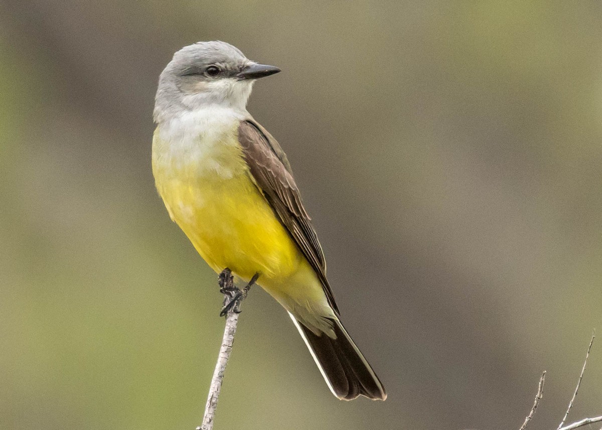 Western Kingbird - ML339516321