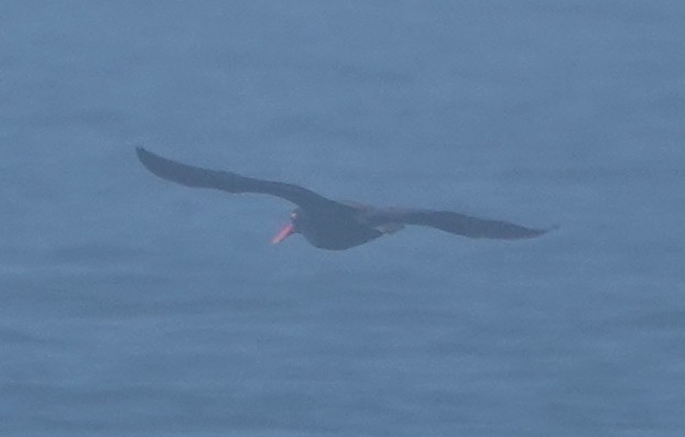 Black Oystercatcher - ML339516811