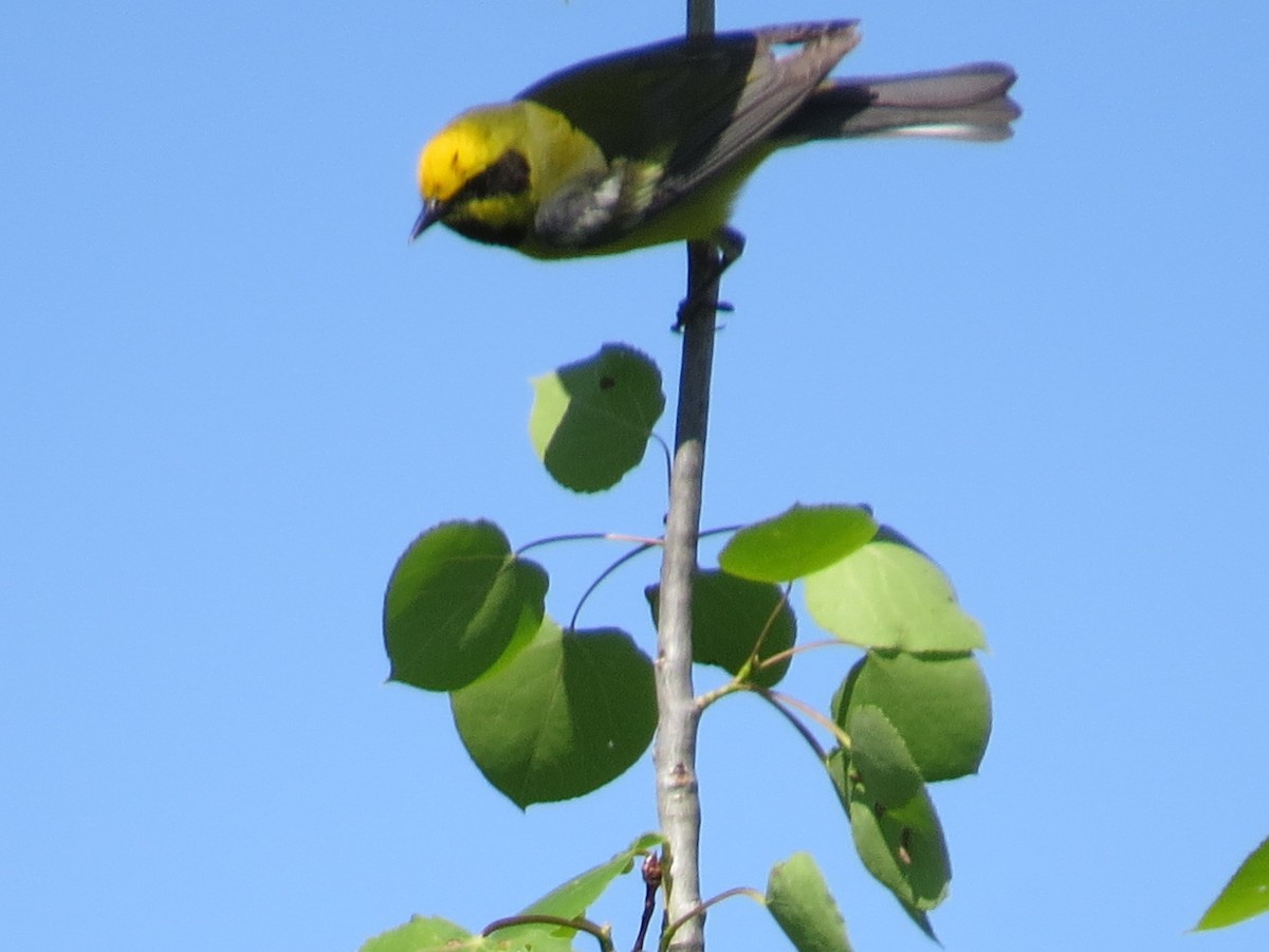 Lawrence's Warbler (hybrid) - ML339517311