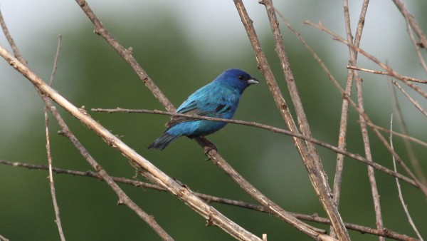 Indigo Bunting - ML33951951