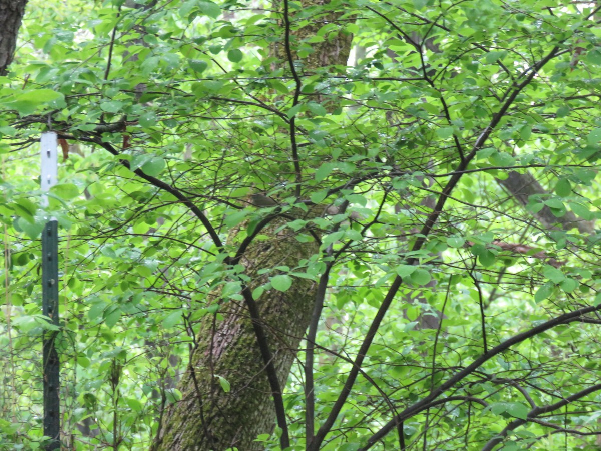 Connecticut Warbler - ML339519671