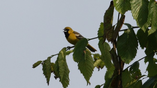 Orchard Oriole - ML33951971