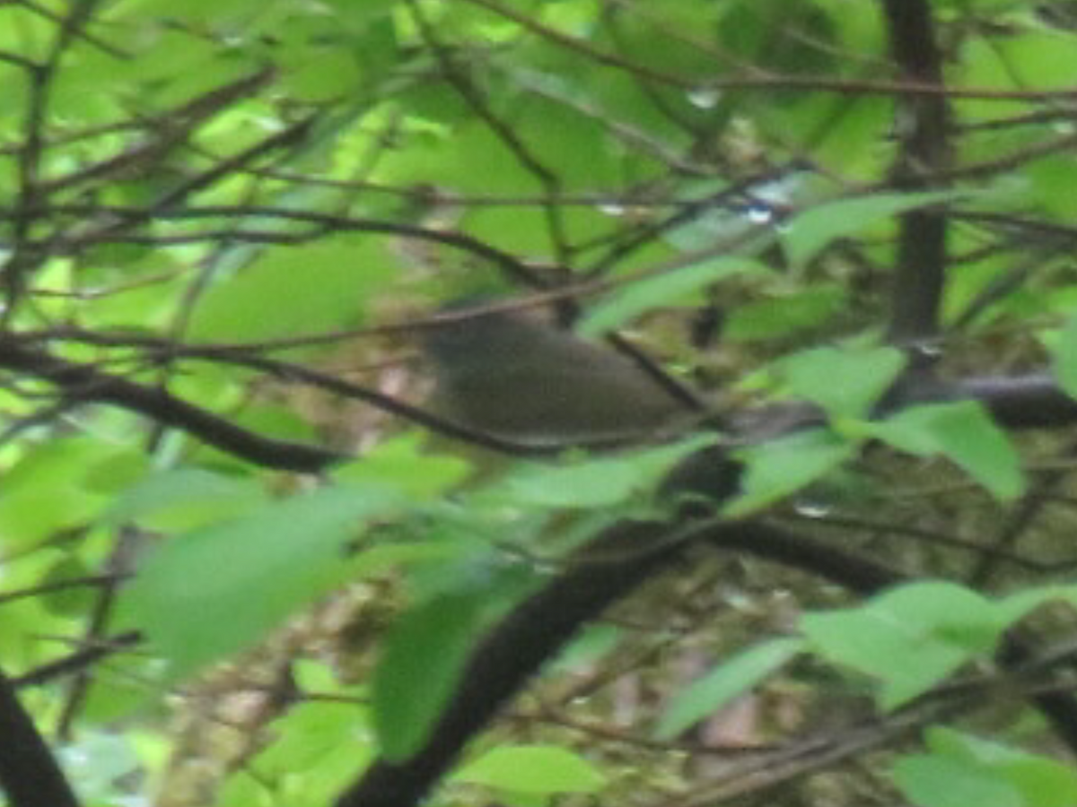 Connecticut Warbler - ML339519811