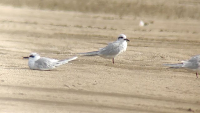 Snowy-crowned Tern - ML339520101