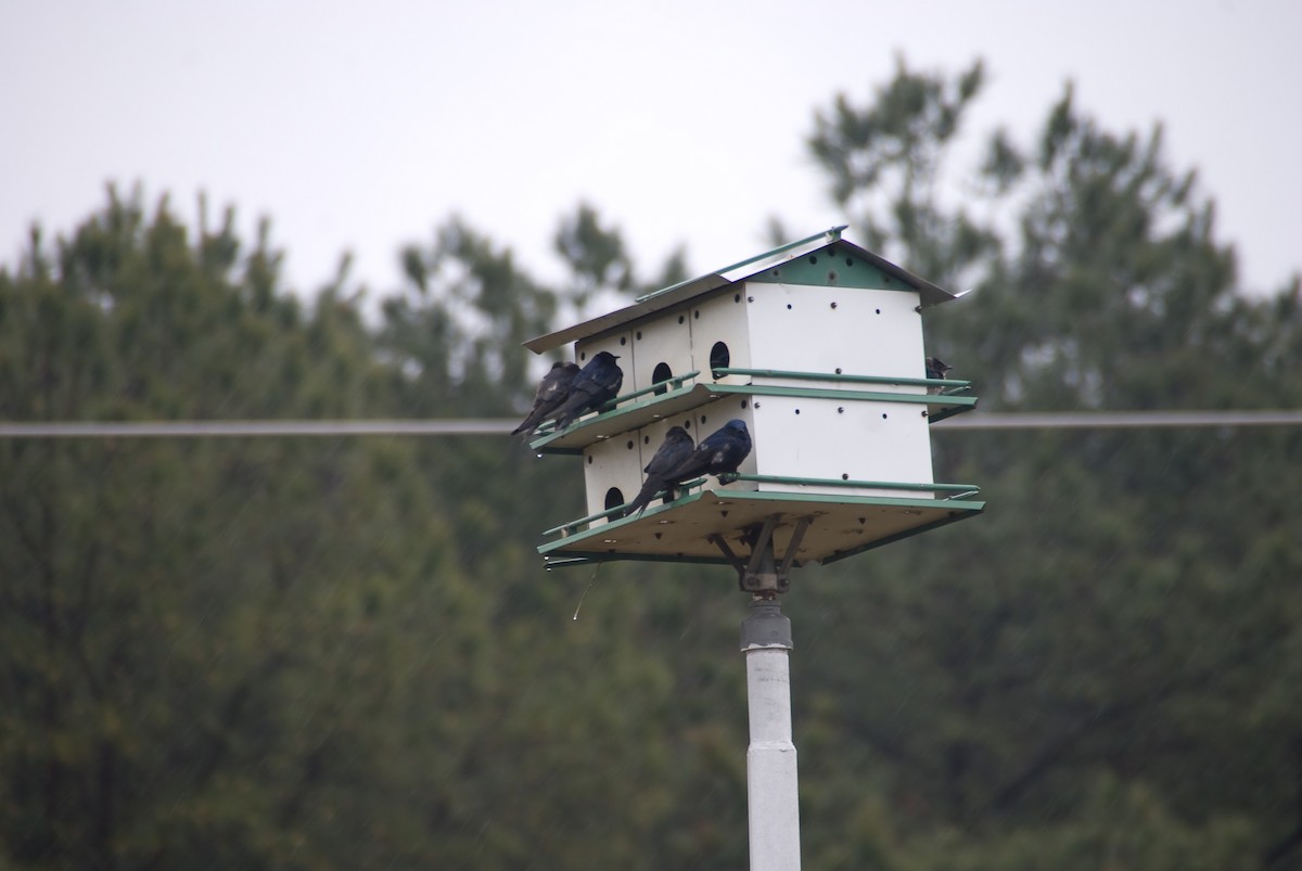 Purple Martin - ML33952011