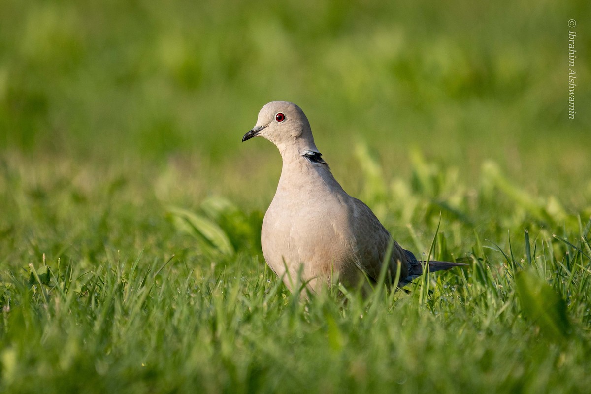 灰斑鳩 - ML339520261