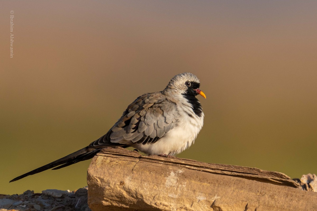 Namaqua Dove - ML339520351