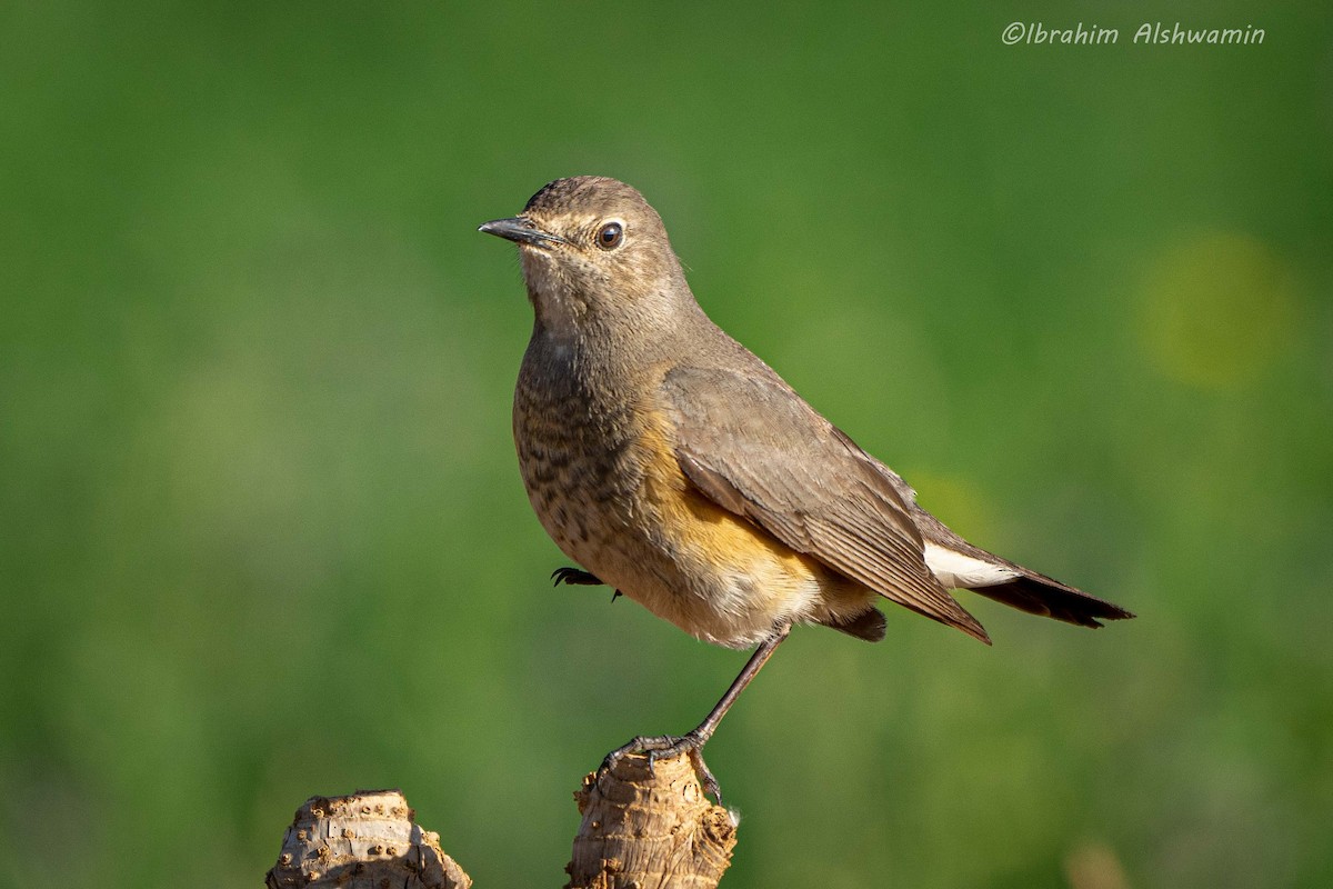 White-throated Robin - ML339521111
