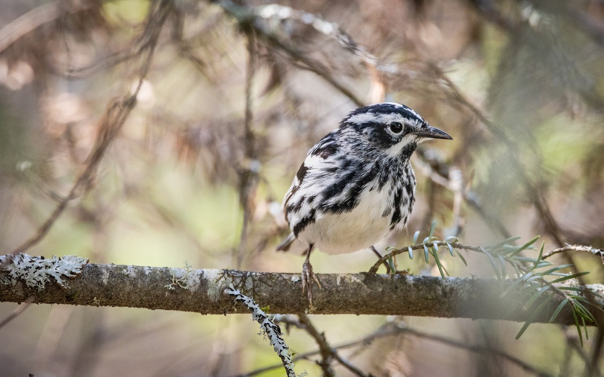 Black-and-white Warbler - ML339523681