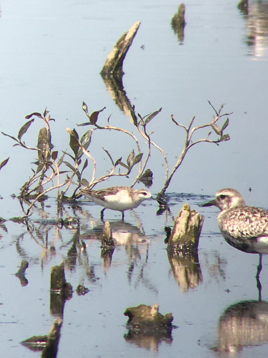 Wilson's Phalarope - Jim VanAllen